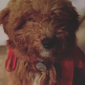 Meet your Posher, Hadley